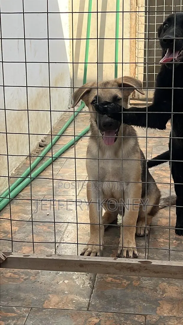 3-6 months Male Purebred German Shepherd · Photo 1