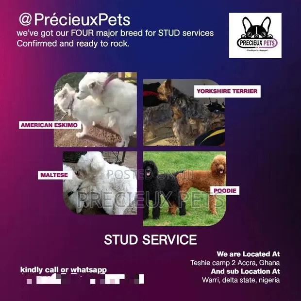 Puppy Sales and Stud Services Application · Photo 1