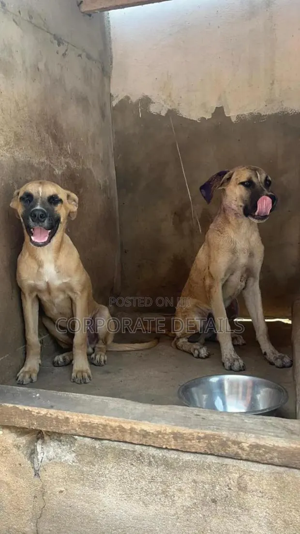 1-3 months Male Purebred Boerboel · Photo 1