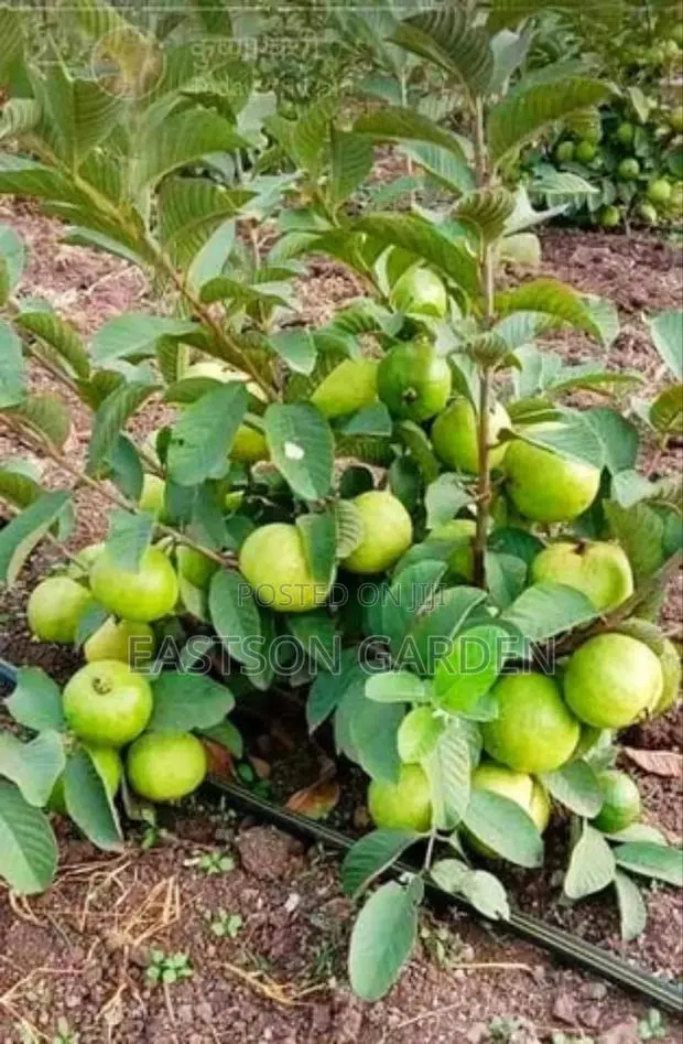 Jumbo Guava Seedlings · Photo 1