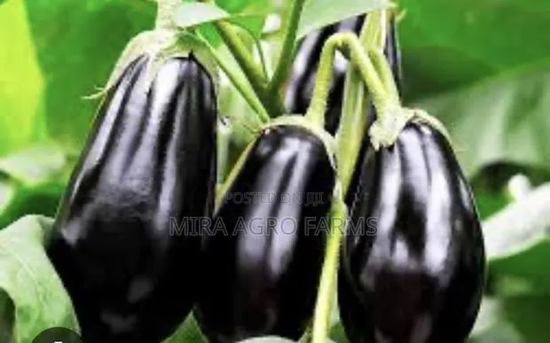 Garden Eggs/ Aubergines · Photo 2