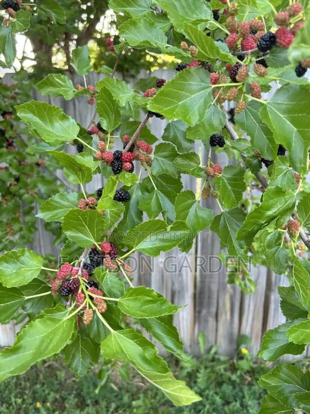 Hybrid Mulberry Seedlings · Photo 3