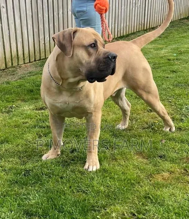 1-3 months Male Purebred Boerboel · Photo 1