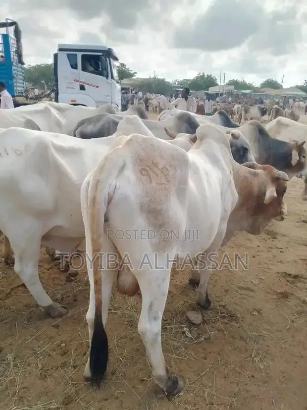 A Strong and Healthy Cow's · Photo 1
