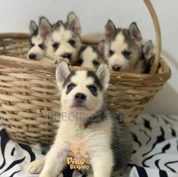 1-3 Months Male Purebred Siberian Husky · Photo 1