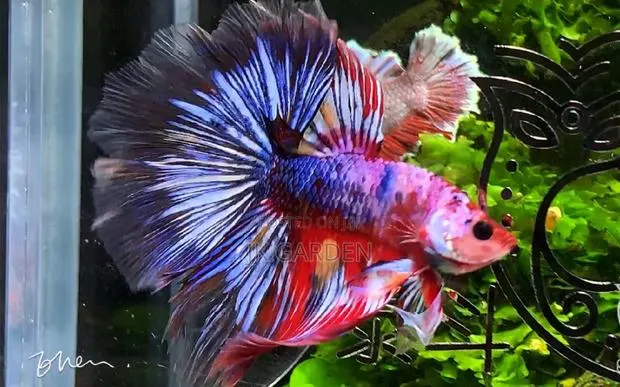 Different Betta Fish · Photo 1