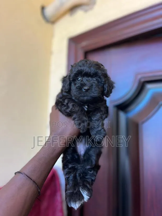1-3 months Female Purebred Poodle · Photo 1