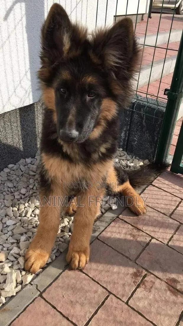 1-3 months Female Purebred German Shepherd · Photo 1