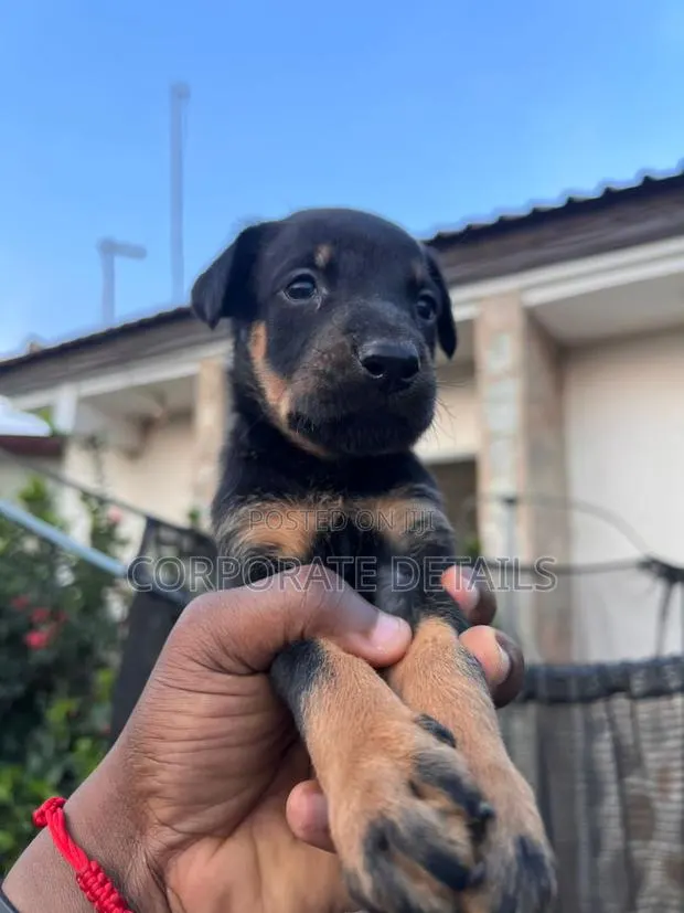 0-1 month Male Purebred Doberman Pinscher · Photo 1