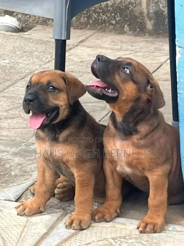 1-3 months Male Purebred Boerboel · Photo 1