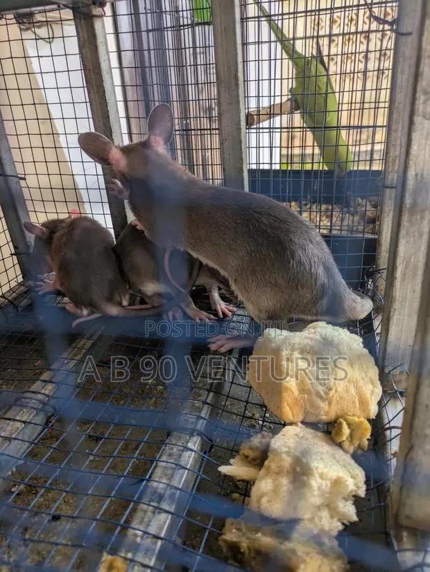 Local Giant Pouched Rat Read the Description · Photo 3