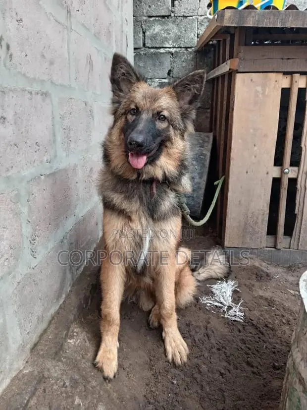 1+ year Female Purebred German Shepherd · Photo 1