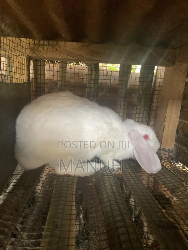 Rabbits for Sale · Photo 3