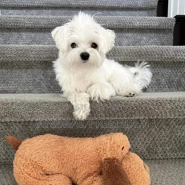 1-3 months Male Purebred Poodle · Photo 1