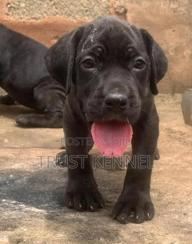 1-3 months Male Purebred Boerboel · Photo 1