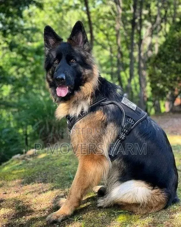 1-3 months Female Purebred German Shepherd · Photo 1