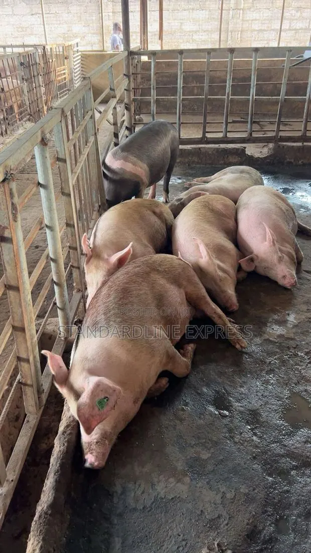 Live Pigs for Sale 50 Kg - 120 Kg (30ghs/Kg) · Photo 1