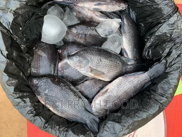 Fresh Tilapia for Sale · Photo 1