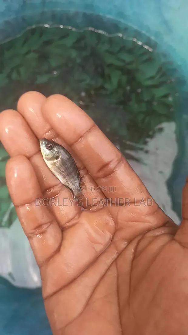 Tilapia Juveniles · Photo 1