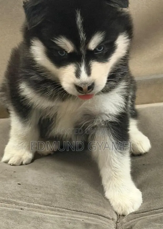 1-3 months Female Purebred Siberian Husky · Photo 1