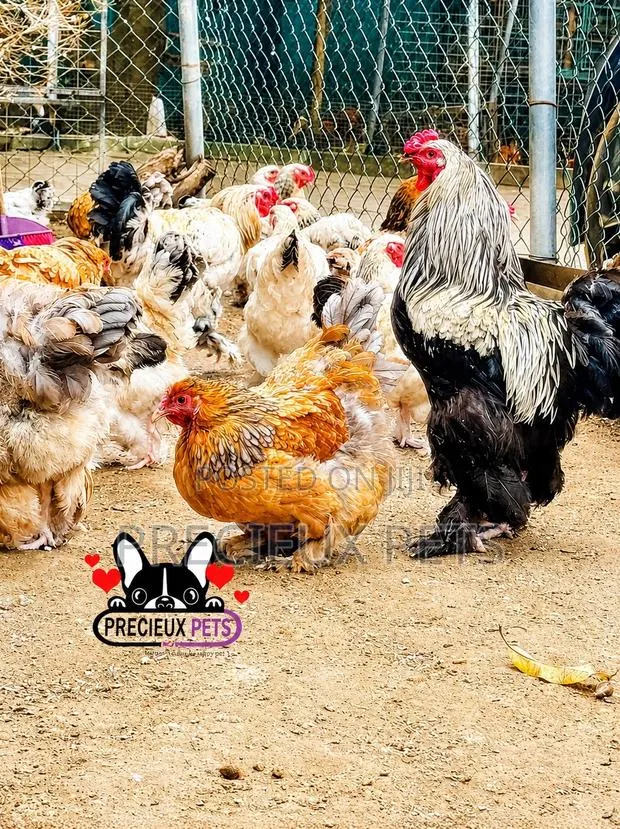 Brahama Chickens · Photo 4