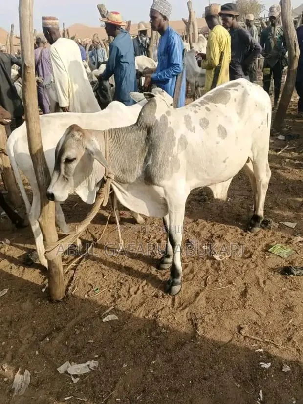 Young Cows · Photo 1