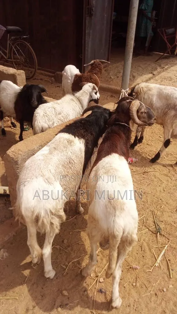 Sell A Healthy Sheep’S At Cool Prices · Photo 1