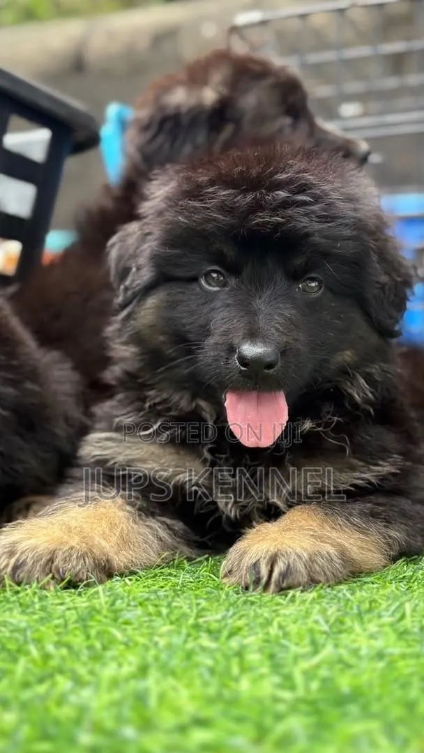 1-3 months Female Purebred German Shepherd · Photo 1