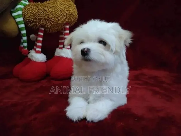 1-3 months Male Purebred Poodle · Photo 1