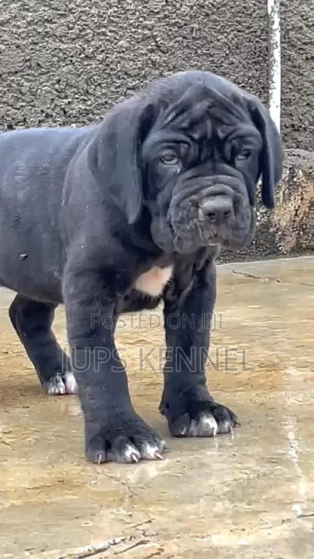 1-3 months Female Purebred Cane Corso · Photo 1