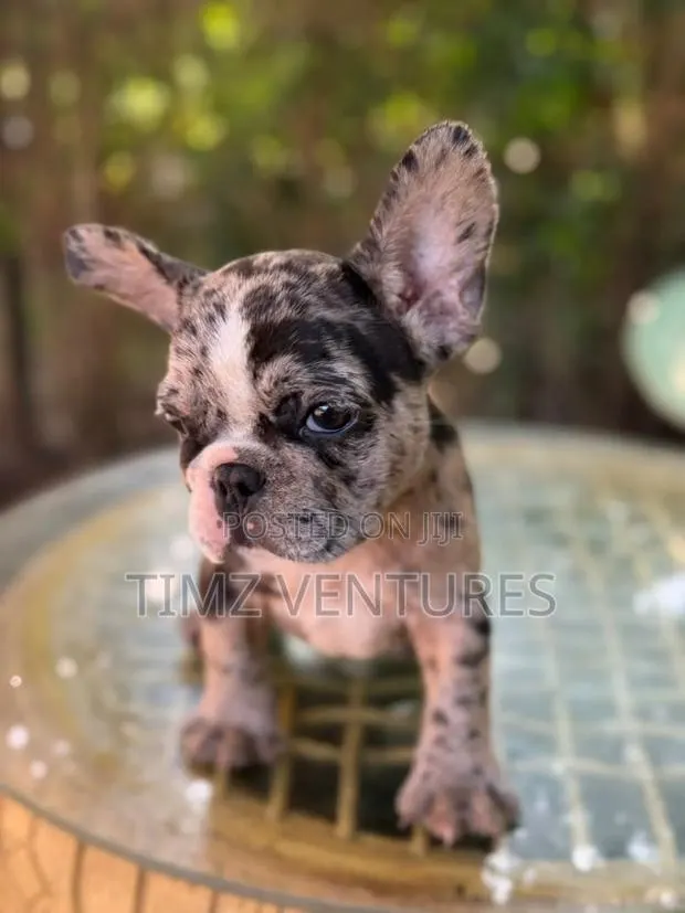 1-3 months Female Purebred French Bulldog · Photo 1