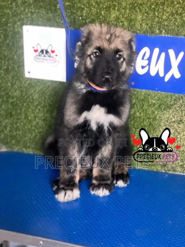 1-3 months Male Purebred Caucasian Shepherd · Photo 1