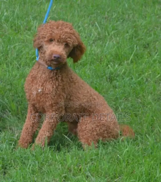 1-3 months Female Purebred Poodle · Photo 1