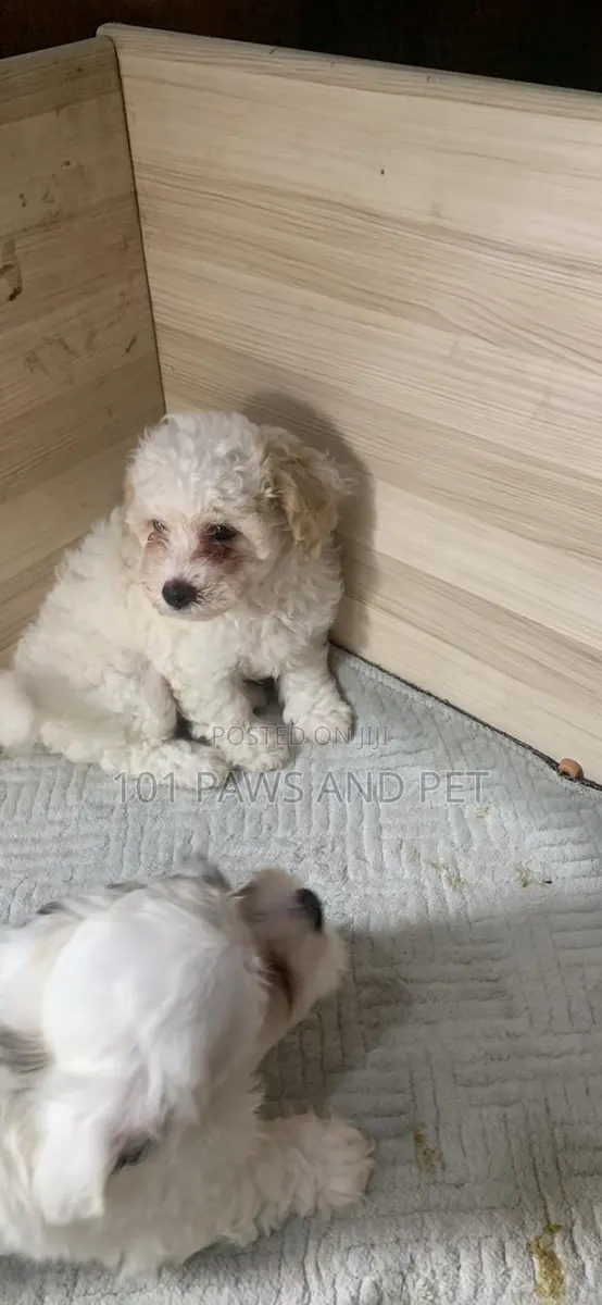 1-3 months Female Purebred Poodle · Photo 1