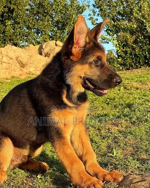 1-3 months Male Purebred German Shepherd · Photo 1
