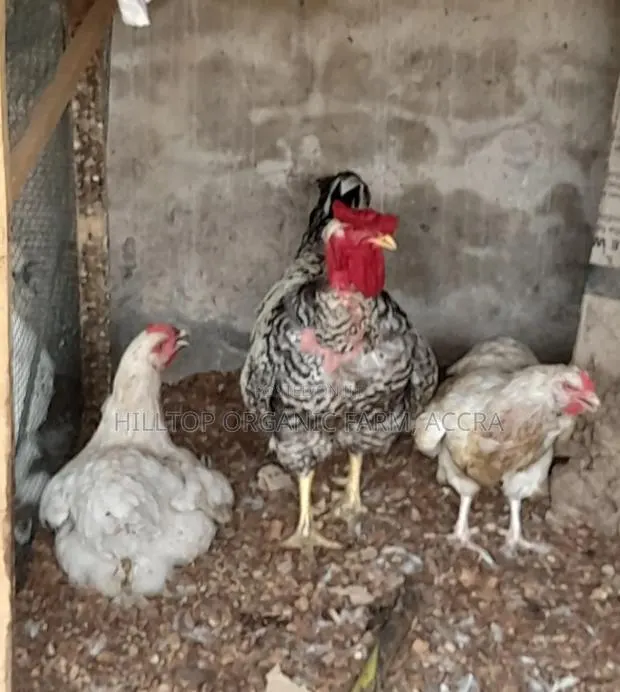 Krouiler Chicks and Eggs for Sale · Photo 1
