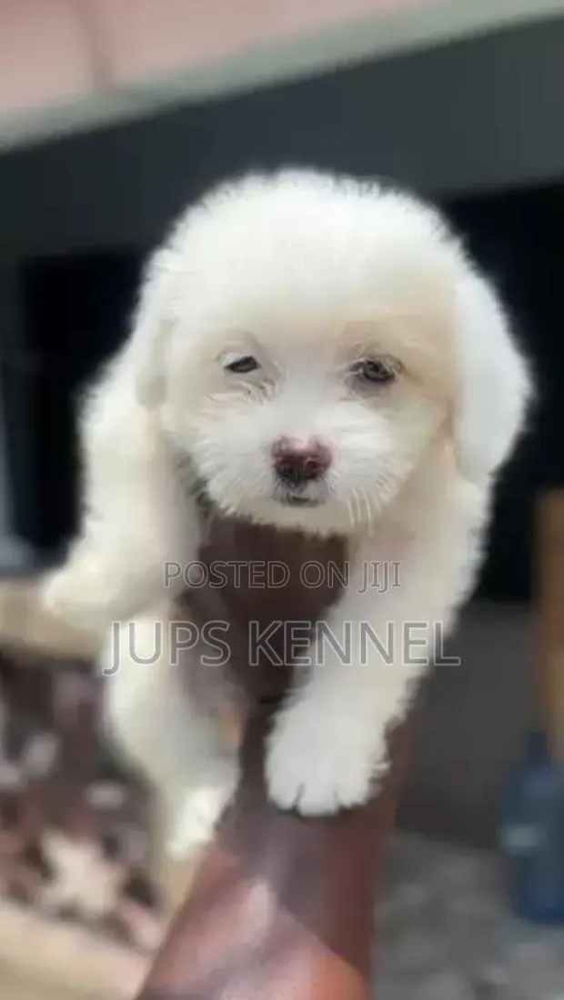 1-3 months Female Purebred Poodle · Photo 1