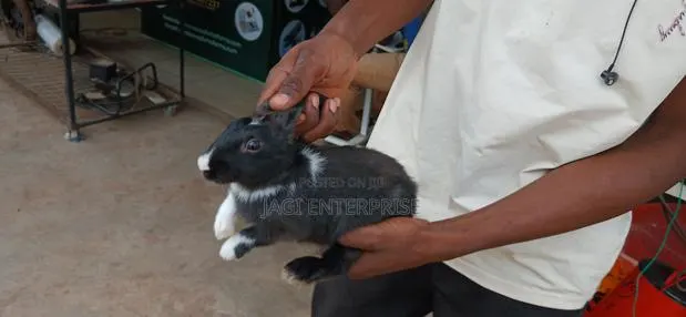 Rabbits for Breeding · Photo 1