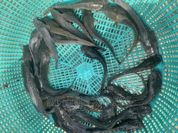 Catfish Jumbo Length(10cm-12cm)