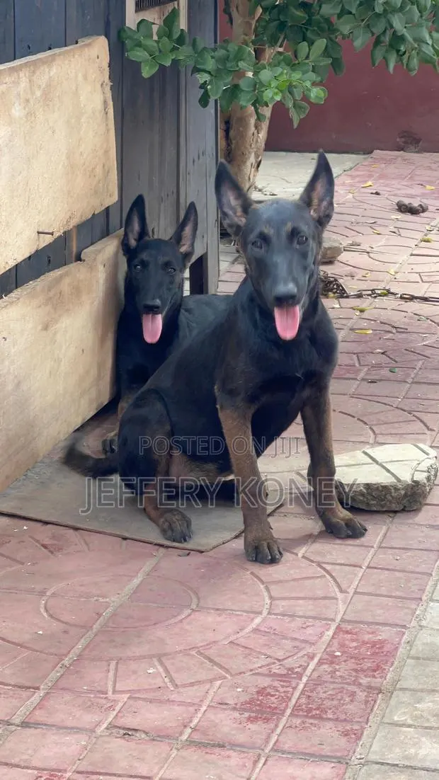 3-6 months Female Purebred Belgian Malinois · Photo 1