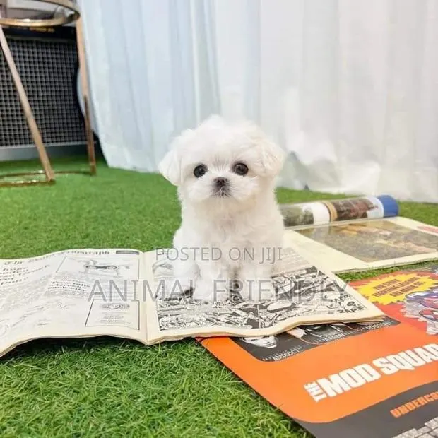 1-3 months Female Purebred Maltese · Photo 1