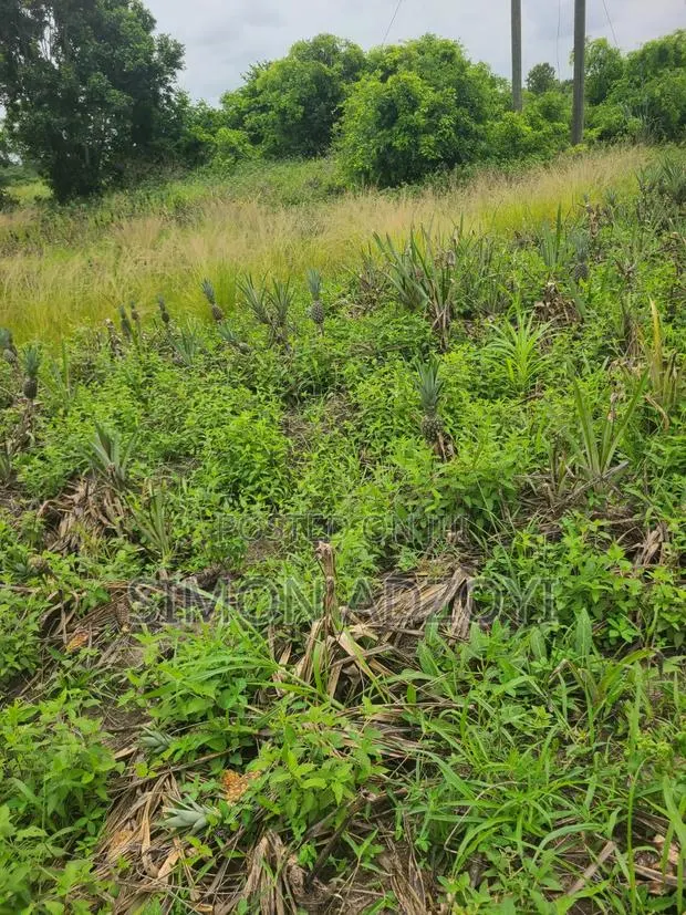 1000 Acres Volta River Front for Rent · Photo 3
