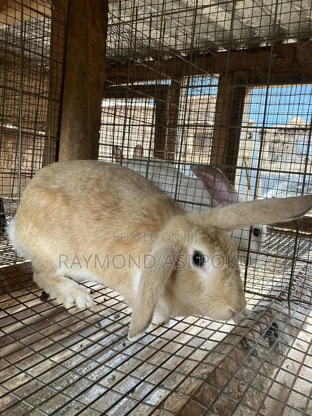 Healthy Rabbits Hybrids · Photo 1