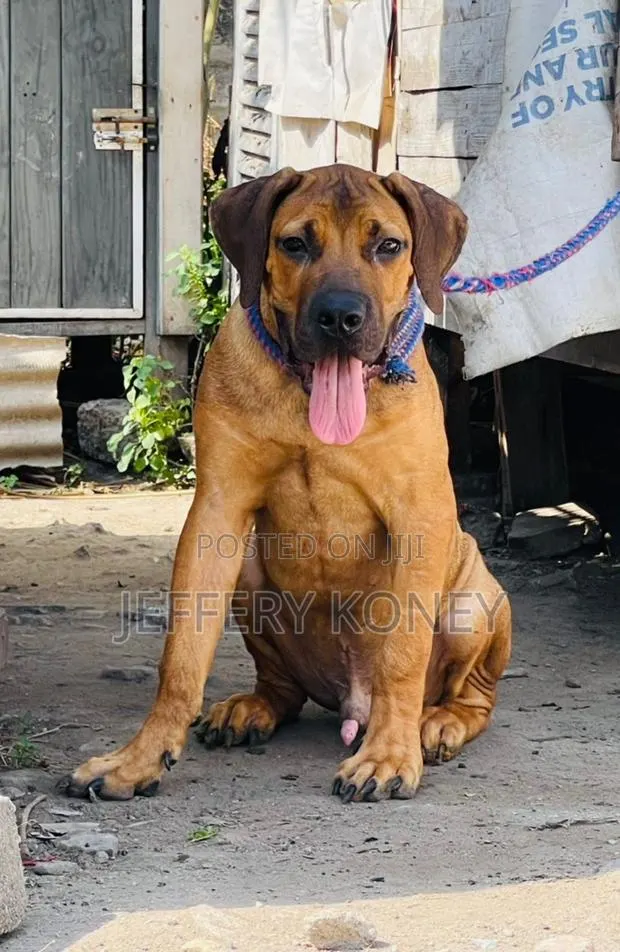 3-6 months Male Purebred Boerboel · Photo 1