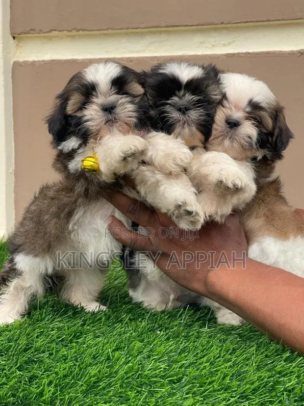 1-3 months Female Purebred Shih Tzu · Photo 1