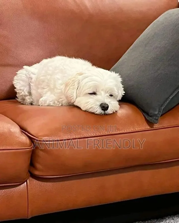 1-3 months Female Purebred Poodle · Photo 1