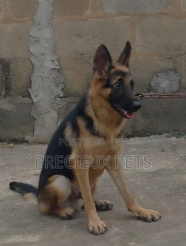 1+ year Female Purebred German Shepherd · Photo 1