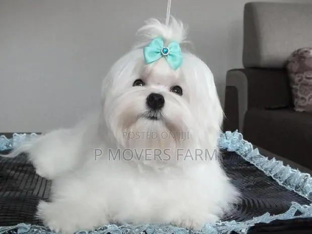 1-3 months Male Purebred Maltese · Photo 1