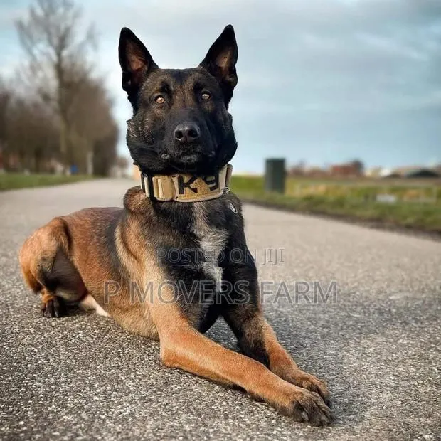 1-3 months Male Purebred Belgian Malinois · Photo 1
