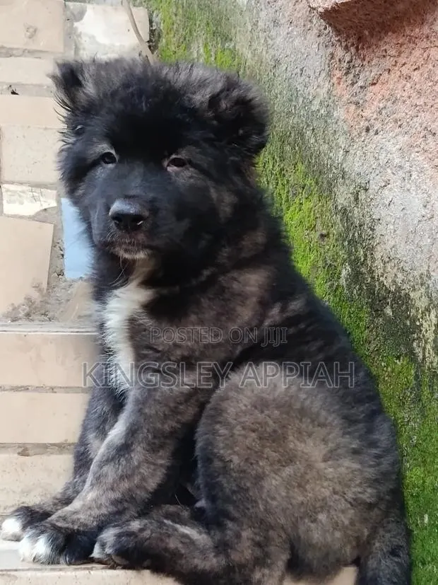 1-3 months Male Purebred Caucasian Shepherd · Photo 1